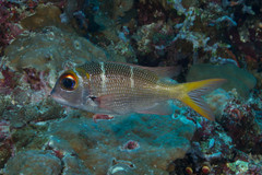 Monotaxis heterodon