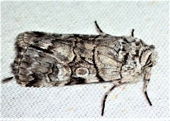Sympistis chionanthi