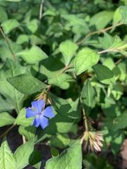 Ceratostigma