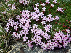 Silene acaulis acaulis