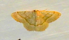 Chlorochlamys appellaria