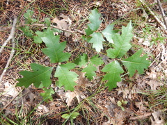 Toxicodendron radicans verrucosum