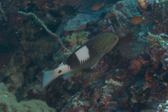 Gracila albomarginata