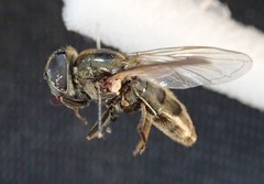 Cheilosia lasiopa