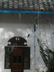 Colibri