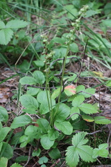 Pyrola rotundifolia