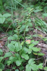Pyrola rotundifolia