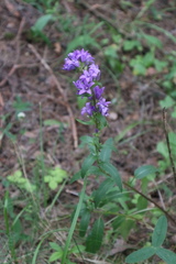 Campanula glomerata