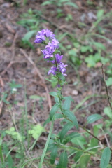 Campanula glomerata