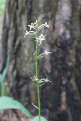 Platanthera bifolia