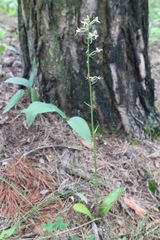 Platanthera bifolia