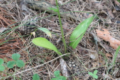 Platanthera bifolia