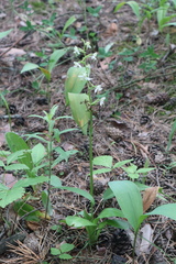 Platanthera bifolia