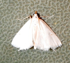 Leptosteges vestaliella
