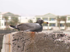 Ichthyaetus hemprichii