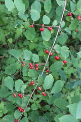 Lonicera xylosteum