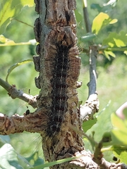 Lymantria dispar dispar