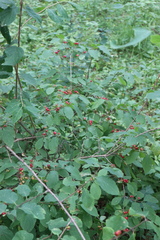 Lonicera xylosteum
