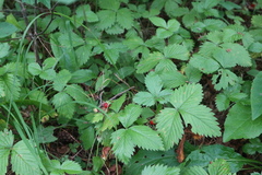 Fragaria vesca