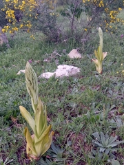 Himantoglossum hircinum