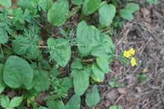 Potentilla argentea