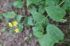 Potentilla argentea