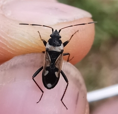 Raglius confusus