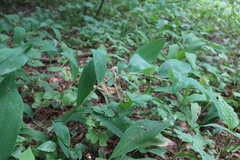 Polygonatum odoratum