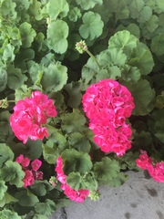 Pelargonium