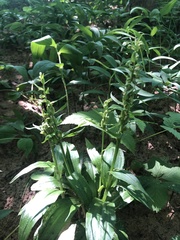 Dactylorhiza viridis