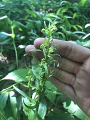 Dactylorhiza viridis