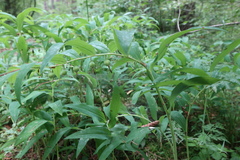 Polygonatum odoratum