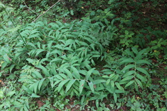 Polygonatum odoratum