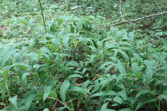 Polygonatum odoratum