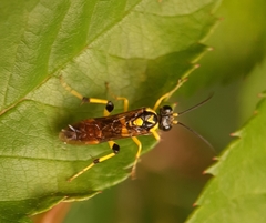 Macrophya formosa