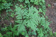 Pteridium pinetorum