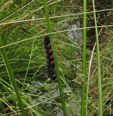 Nymphalis