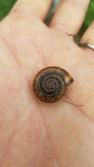 Campylaea illyrica