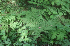 Pteridium pinetorum