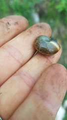 Campylaea illyrica