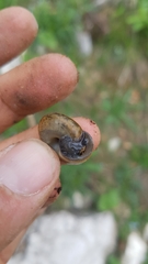 Campylaea illyrica