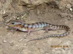 Eremiascincus richardsonii