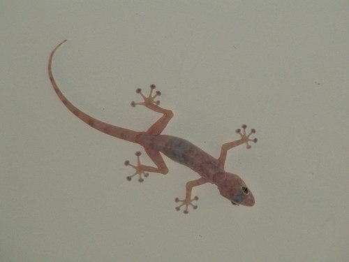 Yellow Fan-fingered Gecko — seen at this dive site