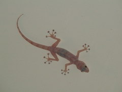 Ptyodactylus hasselquistii