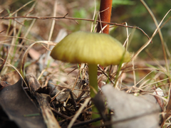 Entoloma rodwayi
