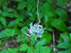 Exobasidium parvifolii