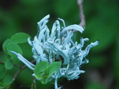 Exobasidium parvifolii