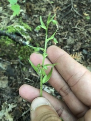 Dactylorhiza viridis