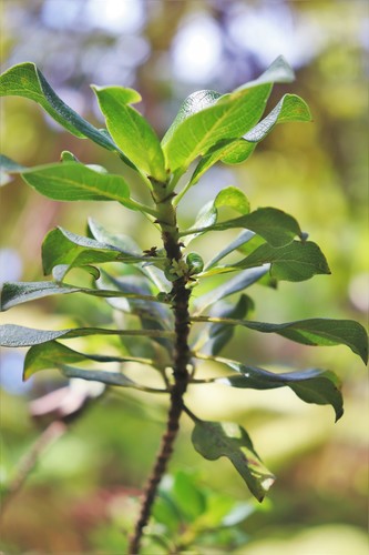 Coprosma pubens