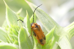 Stenoria apicalis
